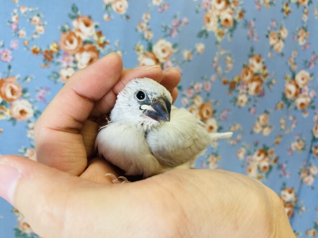 シルバー文鳥