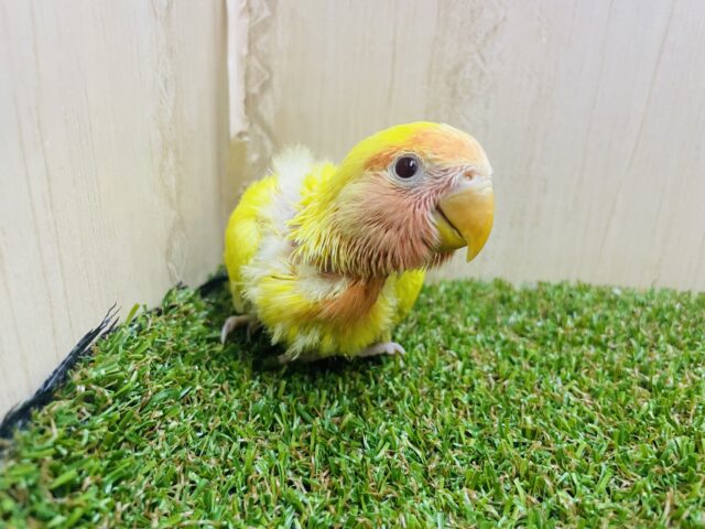 コザクラインコ（小桜インコ）