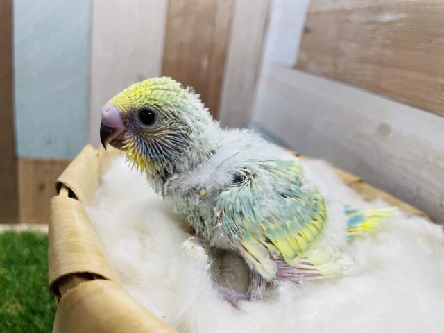 セキセイインコ