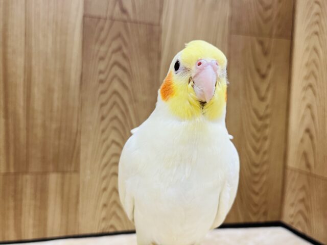オカメインコ
