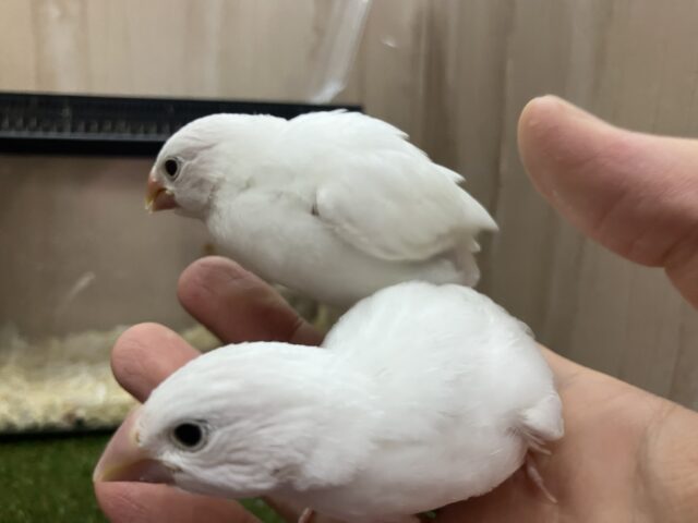 白文鳥
