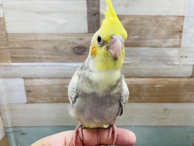 オカメインコ