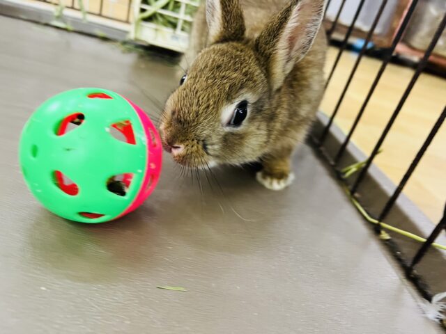 ネザーランドドワーフ