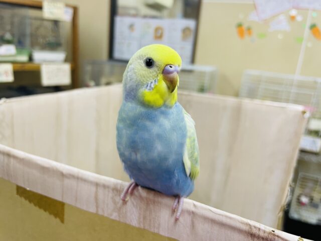 セキセイインコ