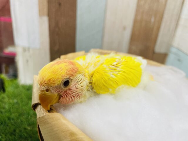 コザクラインコ（小桜インコ）