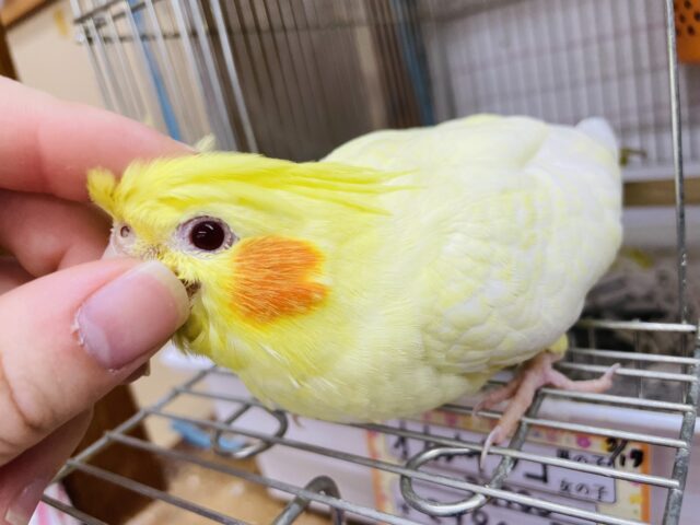 オカメインコ