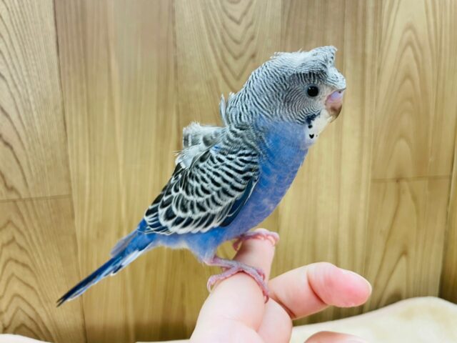 羽衣セキセイインコ
