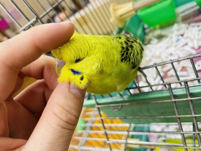 1人餌!!最新画像になりますよ!!ぷっくりスタイルはお好きですか?💓 ジャンボセキセイインコ オパーリン ジャンボセキセイインコ