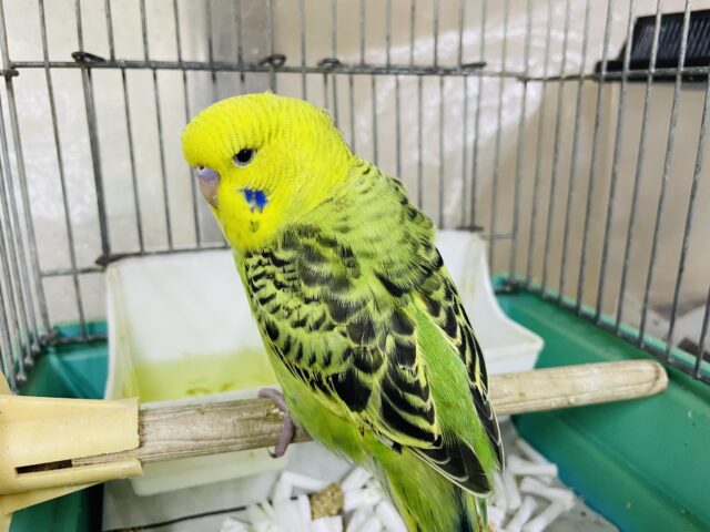 1人餌!!最新画像になりますよ!!ぷっくりスタイルはお好きですか?💓 ジャンボセキセイインコ オパーリン ジャンボセキセイインコ