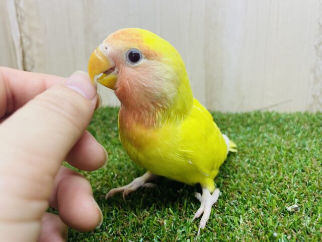 コザクラインコ（小桜インコ）