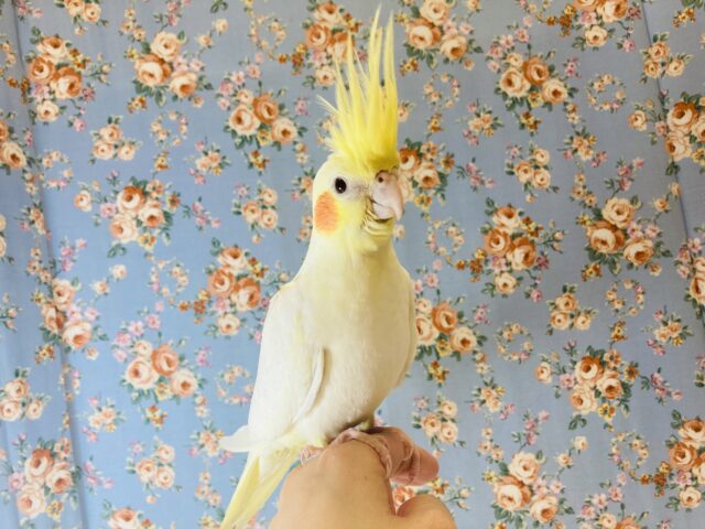 オカメインコ