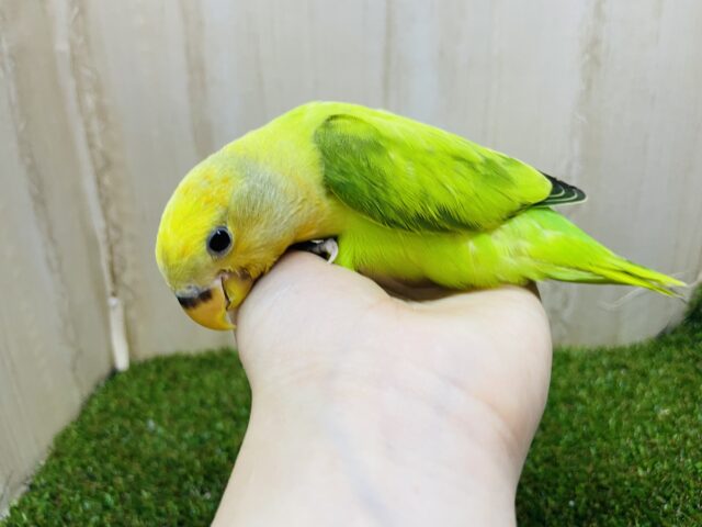 コザクラインコ（小桜インコ）