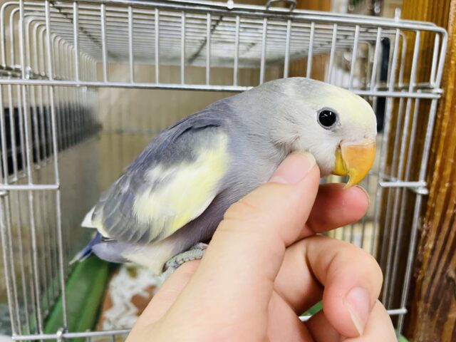 コザクラインコ（小桜インコ）
