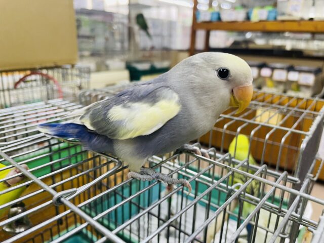 コザクラインコ（小桜インコ）