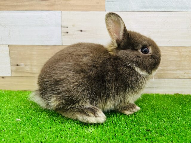 ネザーランドドワーフ