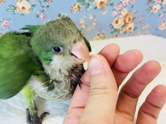オキナインコ