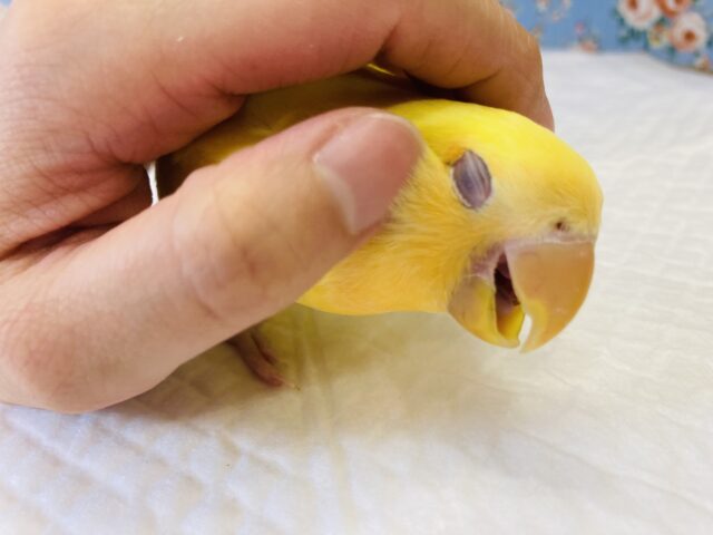 最新画像🌟激推し❤︎元気いっぱいアピールするよ🌞✨手乗りコザクラインコ(ルチノー)🪶✨ コザクラインコ(小桜インコ)