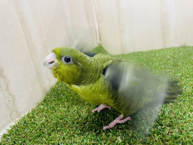 サザナミインコ