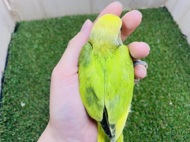 コザクラインコ（小桜インコ）