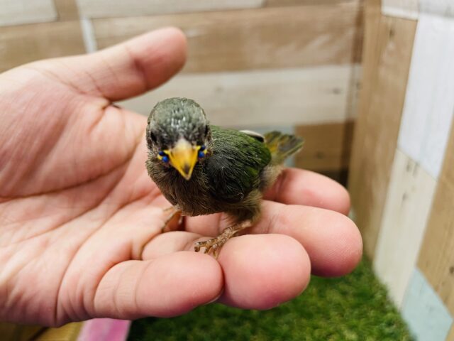 ヒノマルチョウ（日の丸鳥）