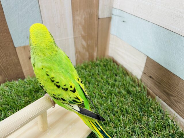 セキセイインコ