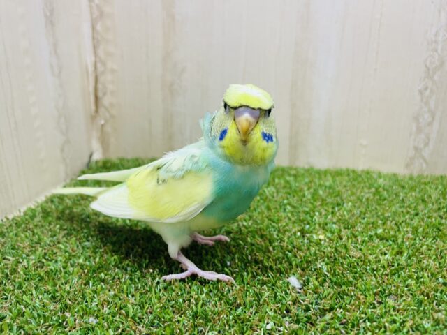羽衣セキセイインコ