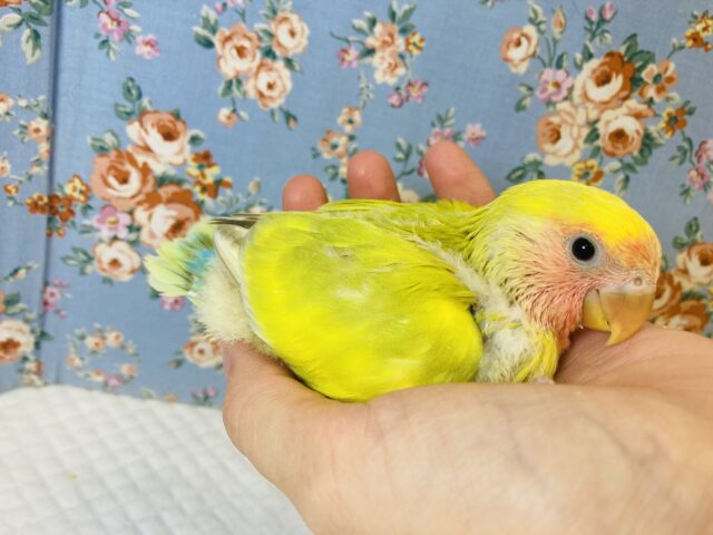 コザクラインコ（小桜インコ）