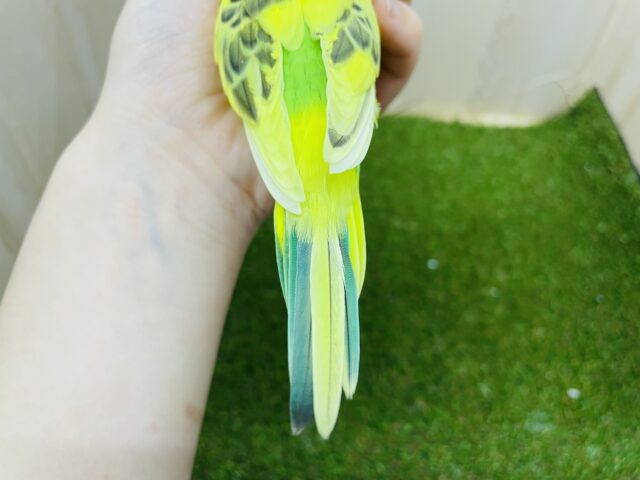 セキセイインコ