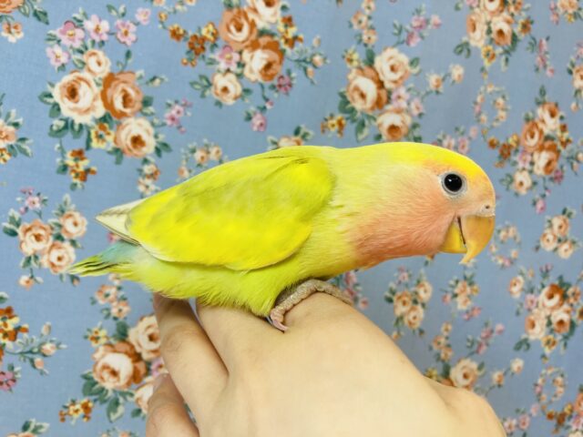 コザクラインコ（小桜インコ）