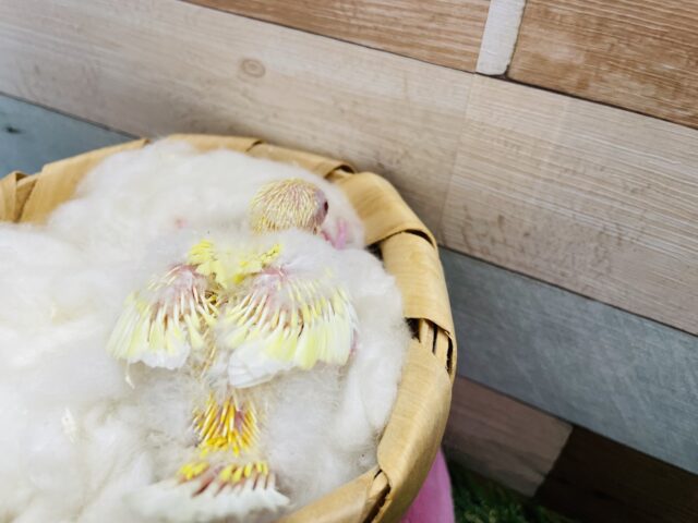 ビセイインコ（美声インコ）