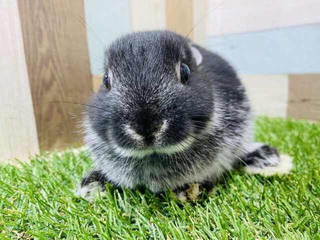 ネザーランドドワーフ