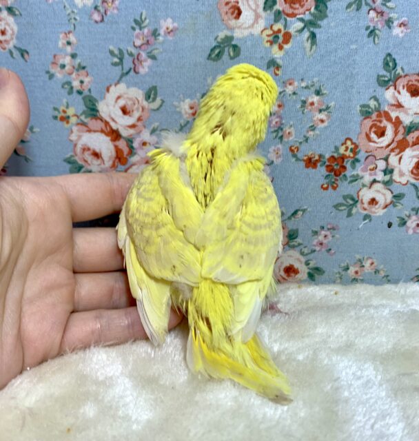 ジャンボセキセイインコ
