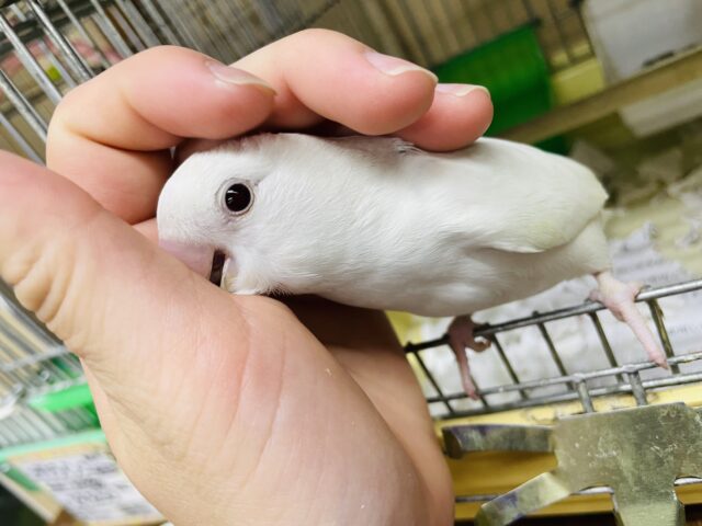 コザクラインコ（小桜インコ）