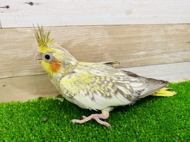 オカメインコ