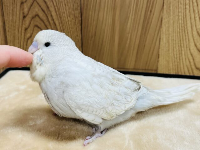 ジャンボセキセイインコ