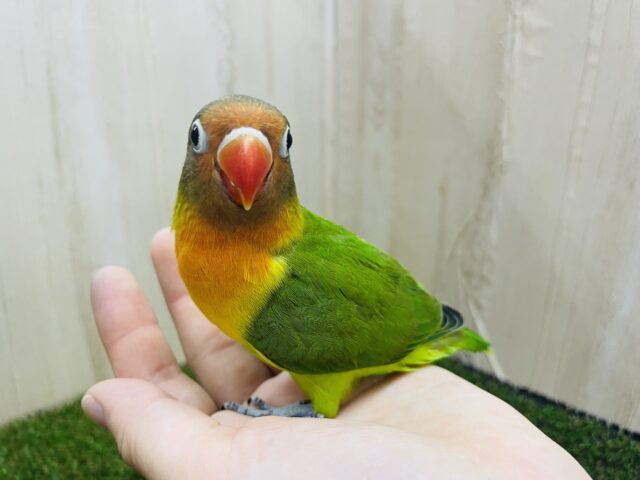 キエリボタンインコ