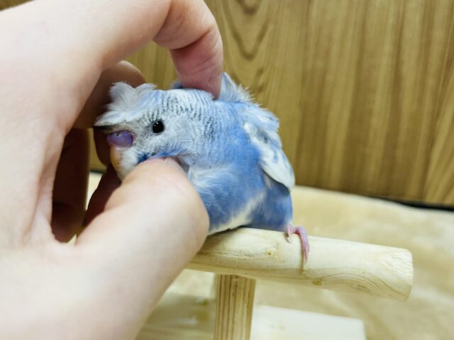 羽衣セキセイインコ