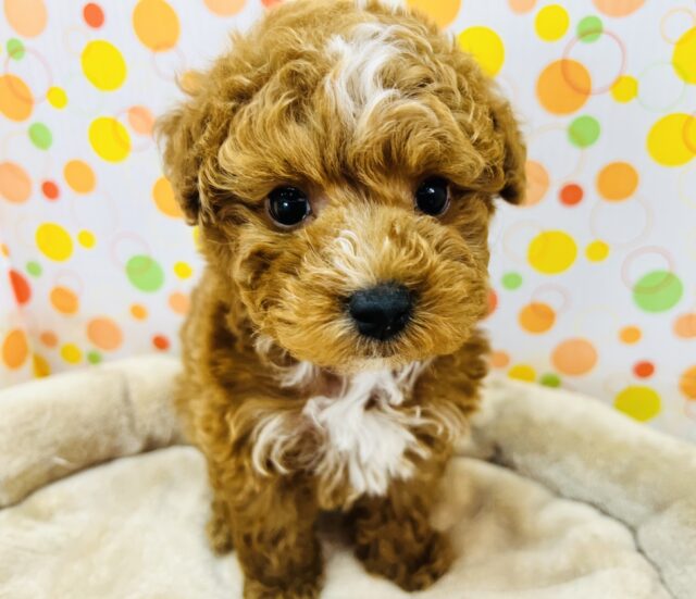 元気いっぱいなプードルが来ました! トイプードル