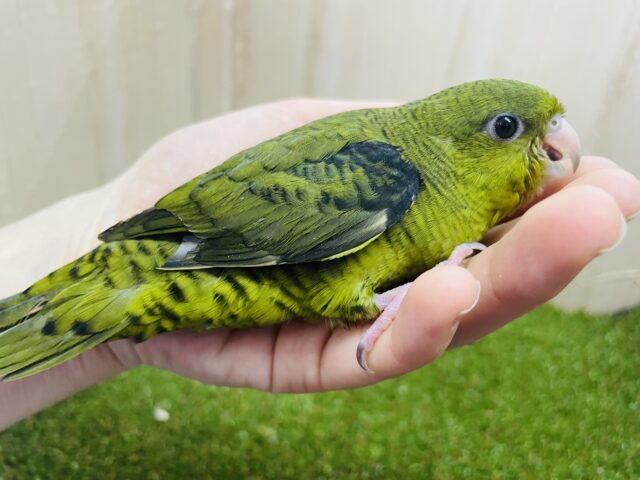 サザナミインコ