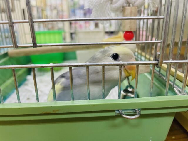 コザクラインコ（小桜インコ）