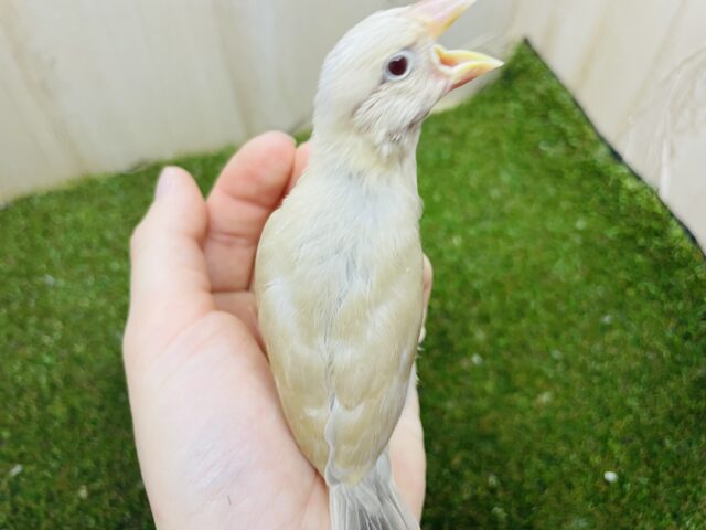 シナモン文鳥