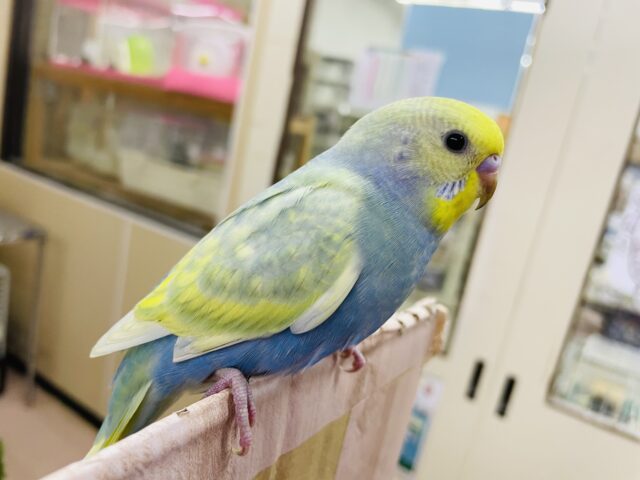 セキセイインコ