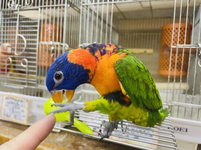 アカエリゴシキセイガイインコ