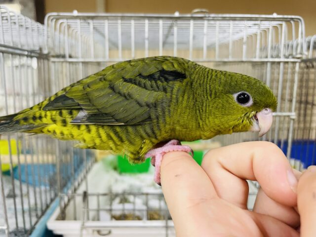 サザナミインコ