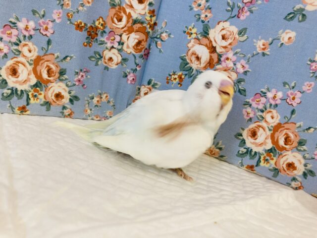 セキセイインコ