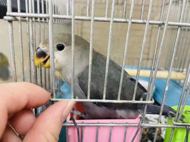 コザクラインコ（小桜インコ）