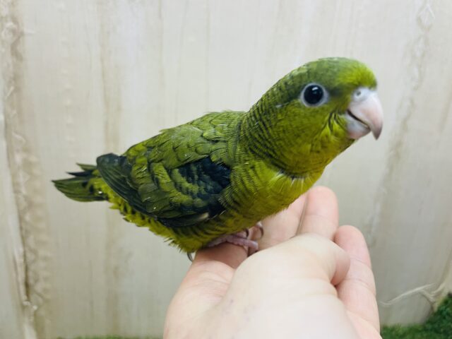 1人餌!最新画像になりますよ⭐️羽ばたけっ!元気っこサザナミさん🫒 サザナミインコ オリーブ ② サザナミインコ