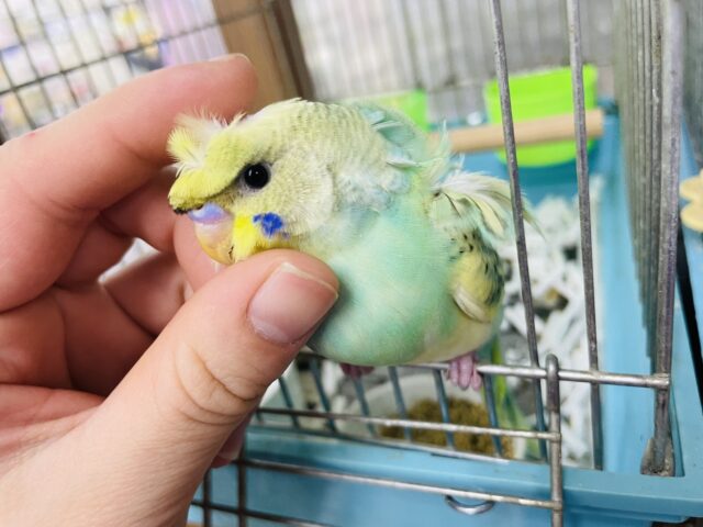 羽衣セキセイインコ