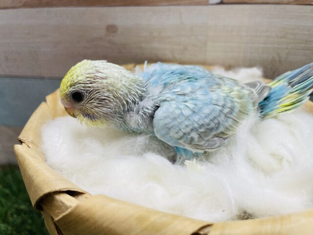 セキセイインコ