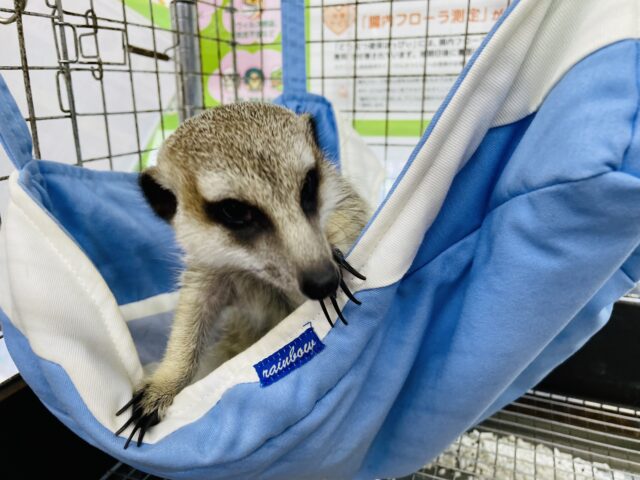 ミーアキャット